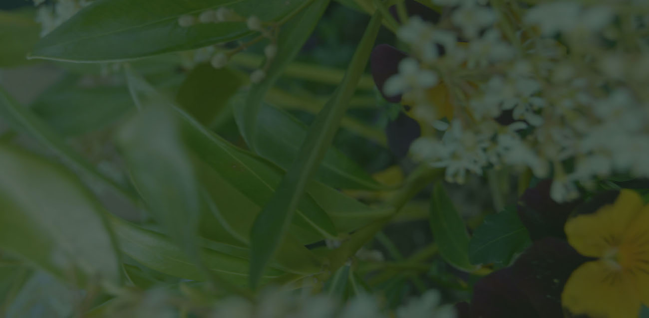 et billede af nogle blomster som baggrundsbillede, hvor der er lagt et grønt lag ovenpå